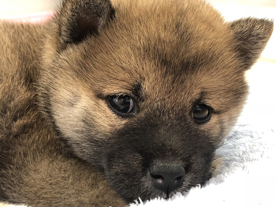 愛らしいクマ顔ルックス | 柴犬 （118249） - ペットショップ ペッツワン城山 神奈川県相模原市