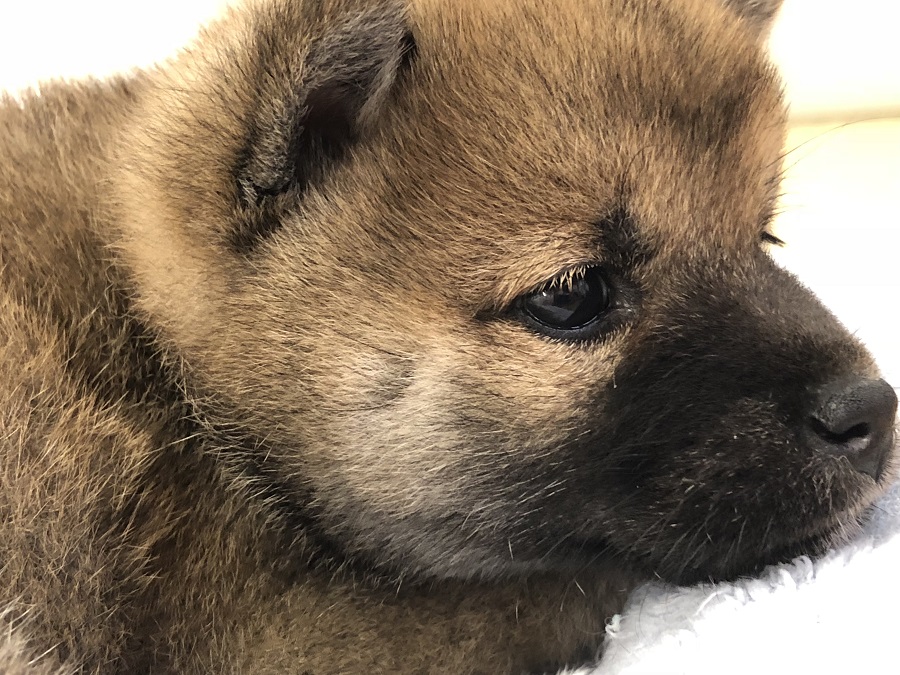 クマ顔 | 柴犬 （118249） - ペットショップ ペッツワン城山 神奈川県相模原市
