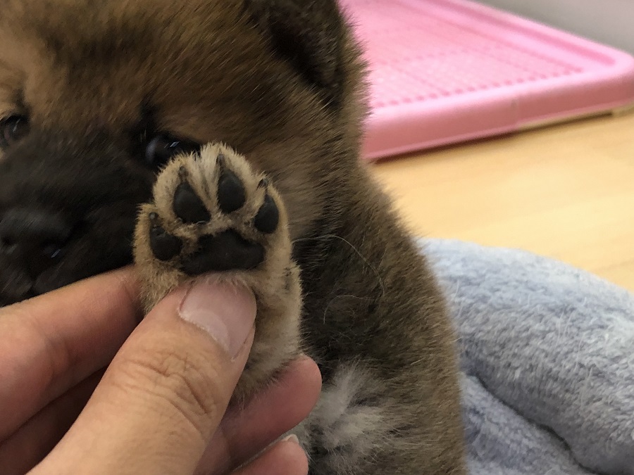 ルックス良し、性格良し | 柴犬 （118249） - ペットショップ ペッツワン城山 神奈川県相模原市