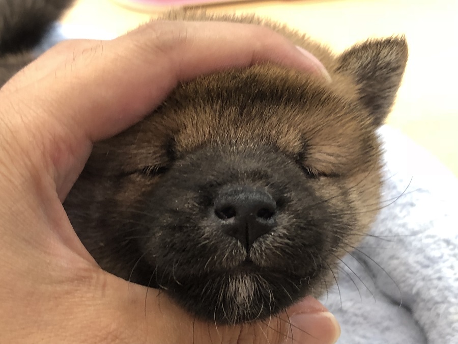 何をしても嫌がらない | 柴犬 （118249） - ペットショップ ペッツワン城山 神奈川県相模原市