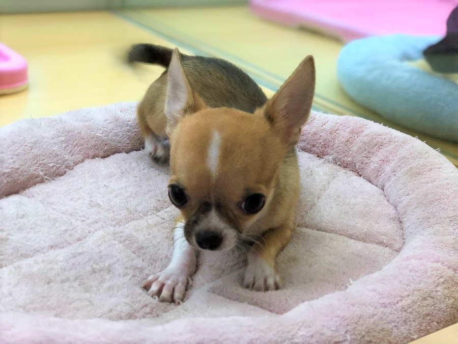 自慢の脚力で一瞬にして移動してきます！ | チワワ （118234） - ペットショップ ペッツワン城山 神奈川県相模原市