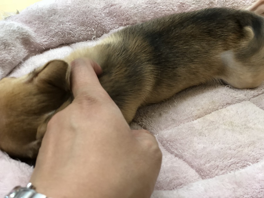 触ってあげればとっても良い子に大人しくできるんです(*^^*) | チワワ （118234） - ペットショップ ペッツワン城山 神奈川県相模原市