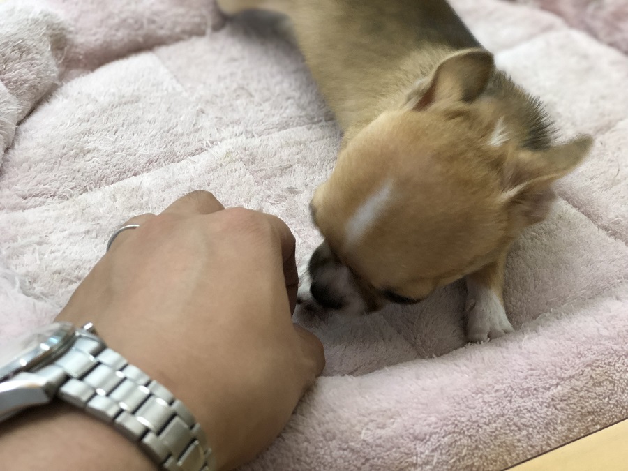 人が大好きなかまってちゃん♪ | チワワ （118234） - ペットショップ ペッツワン城山 神奈川県相模原市