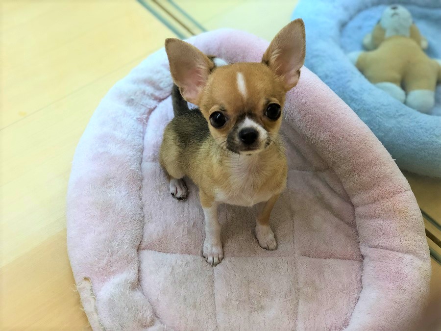 見上げる姿も子犬の様です | チワワ （118234） - ペットショップ ペッツワン城山 神奈川県相模原市