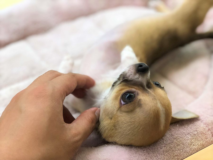チワワちゃん至福のひと時 | チワワ （118234） - ペットショップ ペッツワン城山 神奈川県相模原市