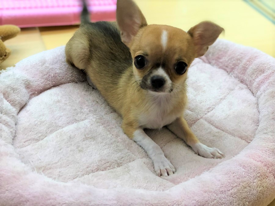 どんな方にもおススメできる、極小チワワちゃんはいかがでしょうか？ | チワワ （118234） - ペットショップ ペッツワン城山 神奈川県相模原市