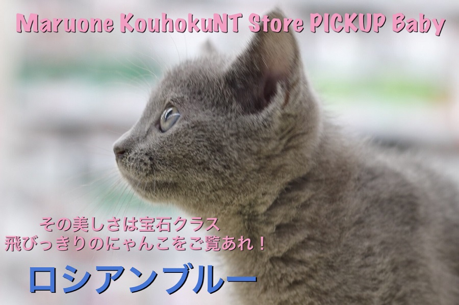【ロシアンブルー】その美しさは宝石クラス！！とびっきりのニャンコをご覧あれ！：ペットショップマルワン港北NT店（横浜市）｜子猫情報｜NO.311783