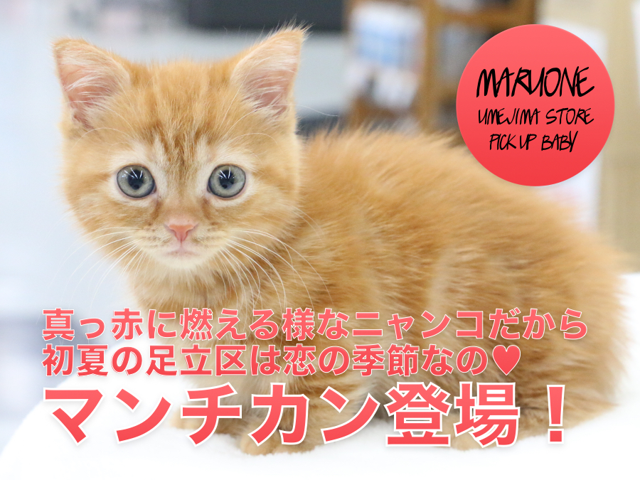 【マンチカン】真っ赤に燃える様なニャンコだから初夏の足立区は恋の季節なの♥：ペットショップマルワン梅島店（東京都足立区）子猫情報！NO.119114