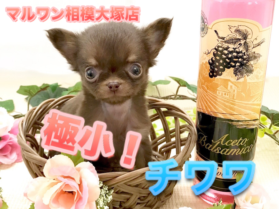 【極小・チワワ】生後60日で驚異の388g!スペシャルなチョコタンカラーがやってきた！：ペットショップマルワン相模大塚店（神奈川県大和市）No.814468