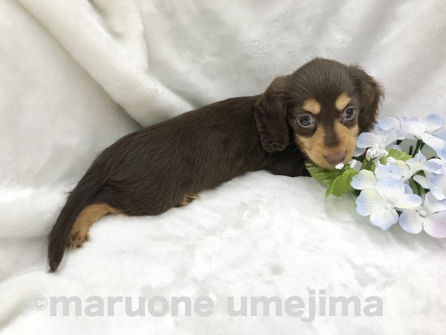 成犬時推定３〜4kgのサイズ感 | カニンヘン・ダックスフント （119116） - ペットショップ マルワン梅島 東京都足立区