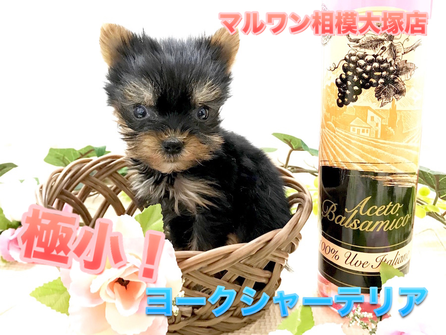 【極小・ヨークシャーテリア】神奈川県最小クラス！生後60日で体重481g手の平より小さなヨーキー登場！：ペットショップマルワン相模大塚店（神奈川県大和市）｜子犬情報！No.814467