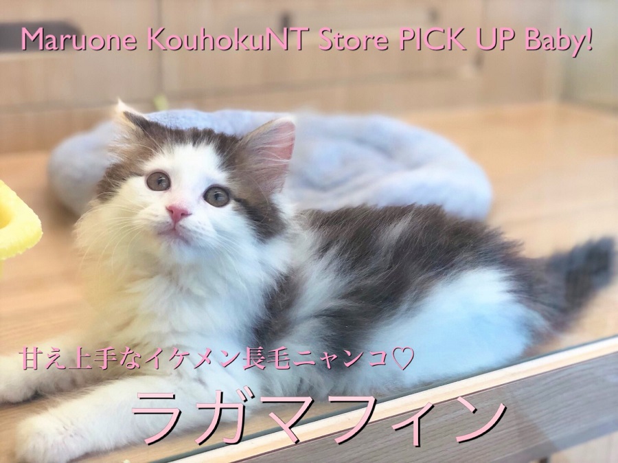 【美形ラガマフィン】甘え上手なイケメン長毛ニャンコ♪：ペットショップマルワン港北NT店（横浜市）｜子猫情報｜NO.311775