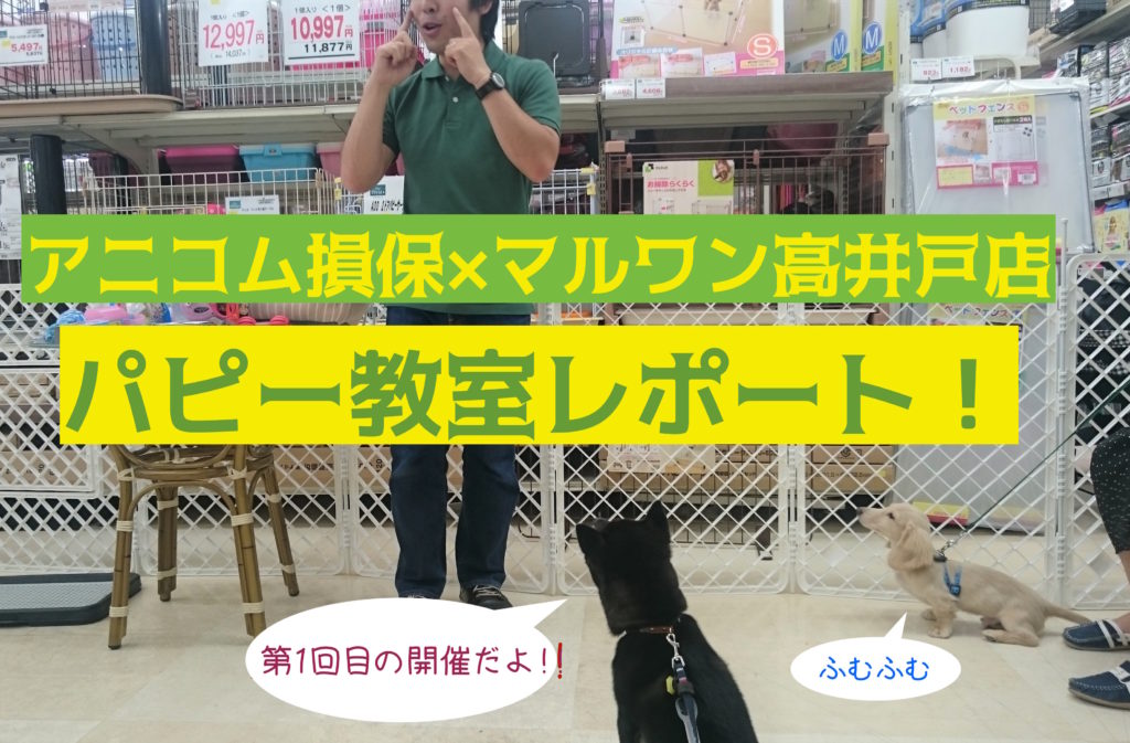 【わんこのしつけ】5/30アニコム損保×マルワン高井戸店コラボ第1回パピー教室レポート！
