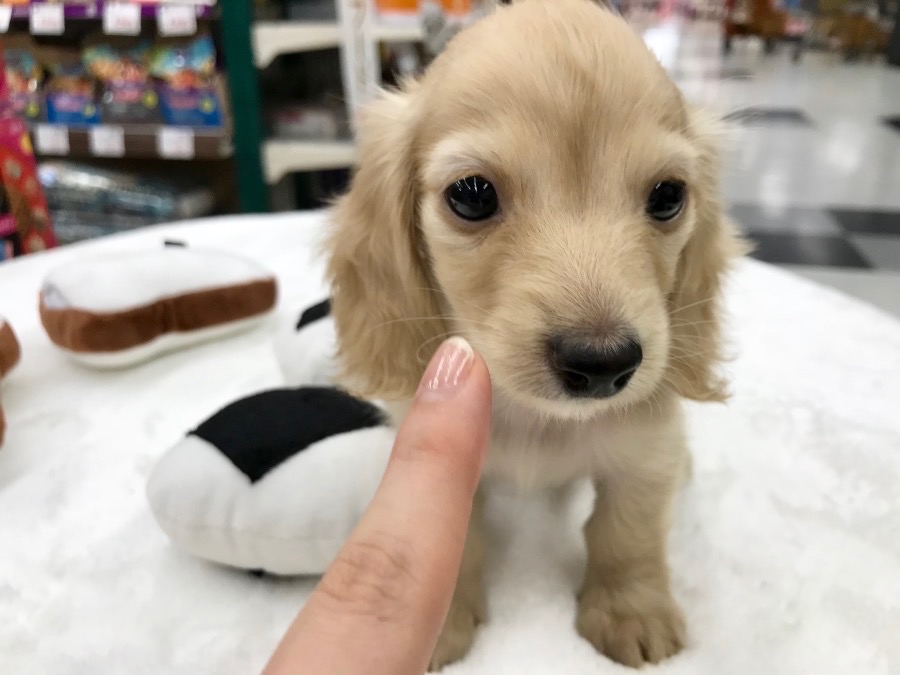 キューティーフェイス! | カニンヘン・ダックスフント (119123) - ペットショップ マルワン梅島 東京都足立区