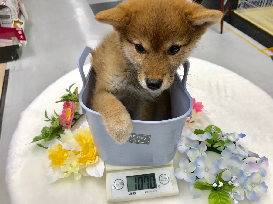 生後80日で体重1.07kg | 小さめ 赤柴 柴犬 （119121） - ペットショップ マルワン梅島 東京都足立区
