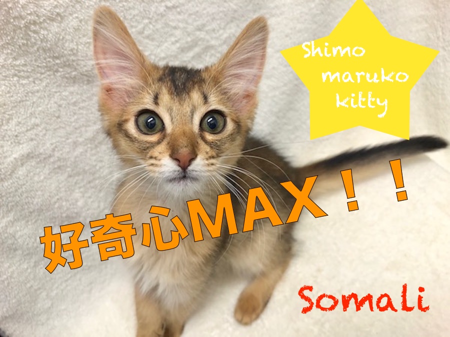【ソマリ】元気でスタイリッシュな女の子がやってきました！！：ペットショップマルワン下丸子店(東京都大田区)｜子猫情報！No.116243