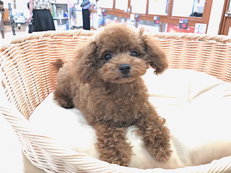 可愛い子をちょっとだけご紹介 | リニューアルオープン セール - ペットショップ マルワン下丸子 東京都大田区
