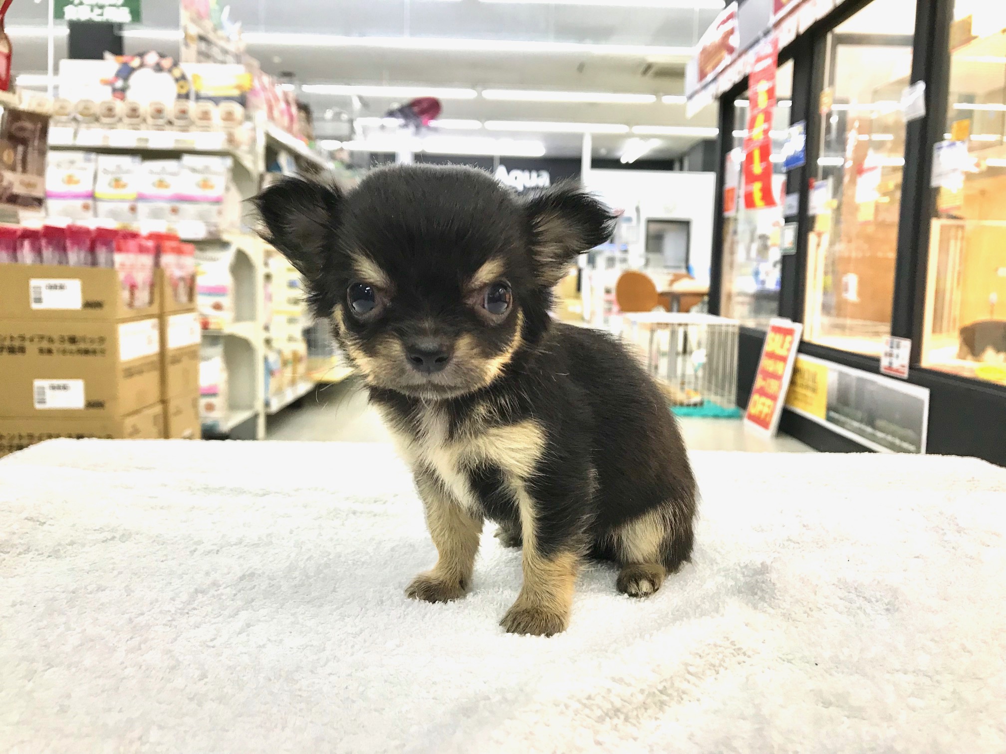 目が釘付け!極小チワワ! - ペットショップ マルワン鎌ヶ谷 千葉県鎌ヶ谷市北初富