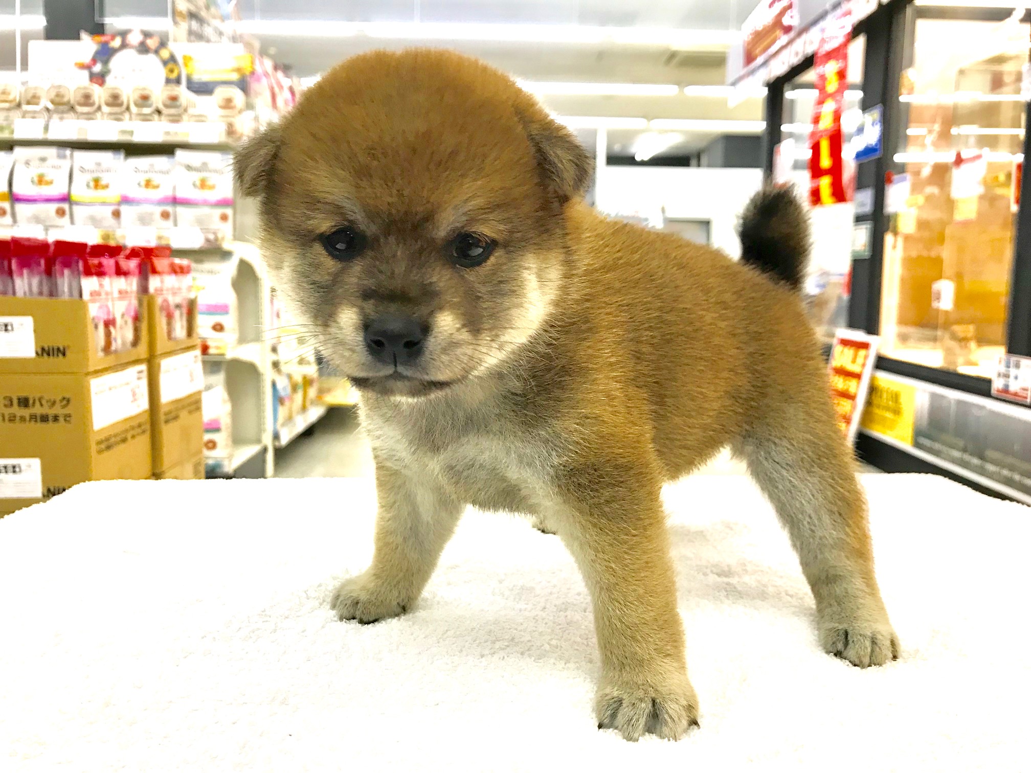 千葉の有名ブリーダーさん出身の柴ちゃん - ペットショップ マルワン鎌ヶ谷 千葉県鎌ヶ谷市北初富