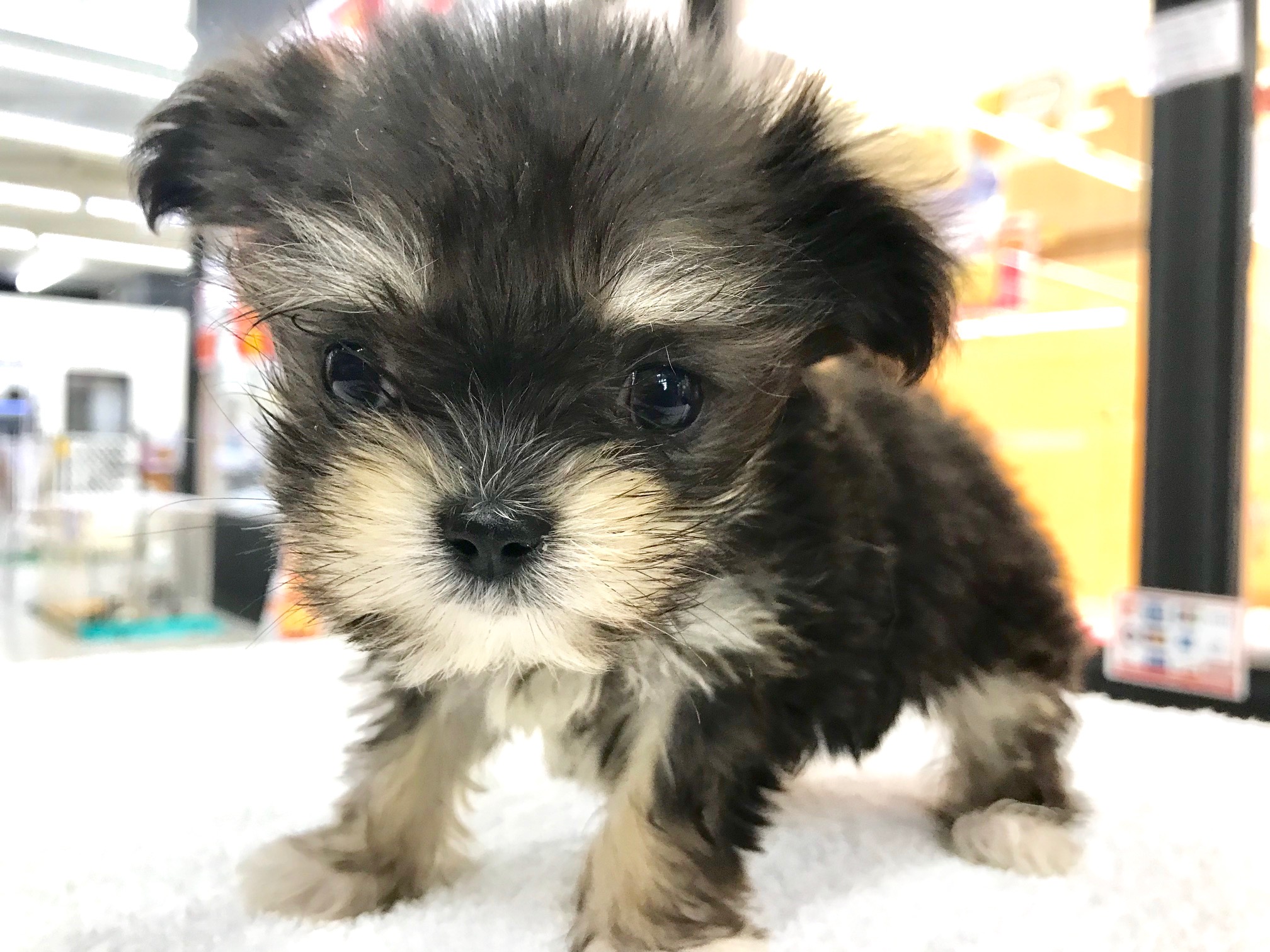 見た人を笑顔にする癒しのちわまる子ちゃん - ペットショップ マルワン鎌ヶ谷 千葉県鎌ヶ谷市北初富