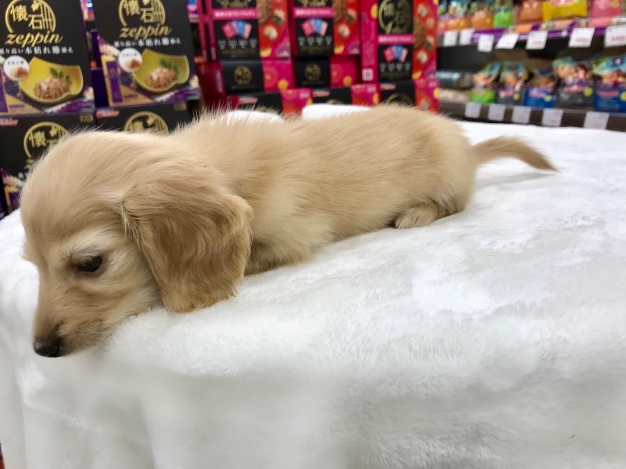 クリーム系は人気カラー | カニンヘン・ダックスフント (119123) - ペットショップ マルワン梅島 東京都足立区