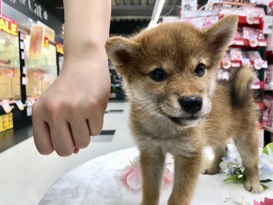 小顔 | 小さめ 赤柴 柴犬 （119121） - ペットショップ マルワン梅島 東京都足立区