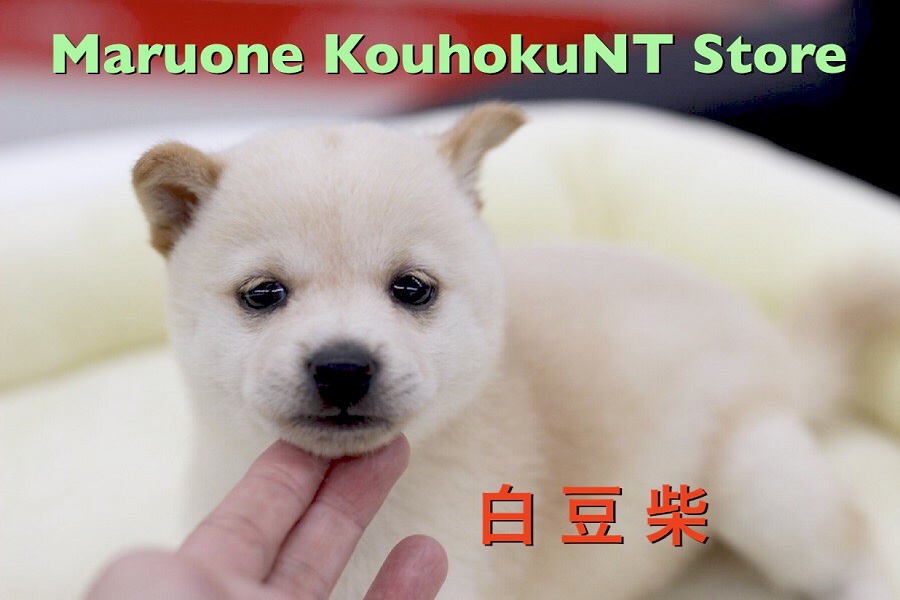 【 超絶希少 白豆柴 】柴犬好きの決定版！この子の可愛さは半端ないって！：ペットショップマルワン港北NT店（横浜市）｜子犬情報｜NO.311801