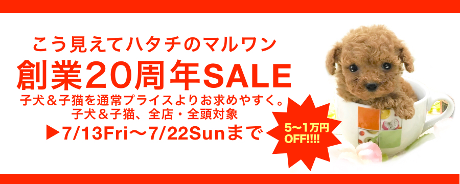【大創業祭・セール情報】創業20周年記念！全店で期間限定の大セール開催！