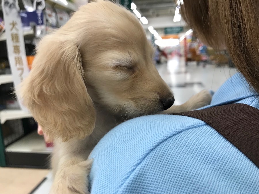 抱っこ大好き・甘えん坊さんの予感! | カニンヘン・ダックスフント (119123) - ペットショップ マルワン梅島 東京都足立区