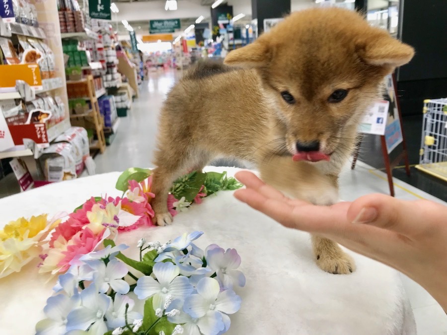 あっというまに「お手」覚えちゃいました！< | 小さめ 赤柴 柴犬 （119121） - ペットショップ マルワン梅島 東京都足立区