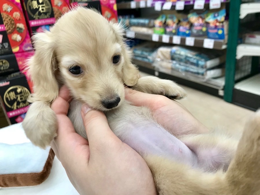 安心感からの脱力ポーズ | カニンヘン・ダックスフント (119123) - ペットショップ マルワン梅島 東京都足立区