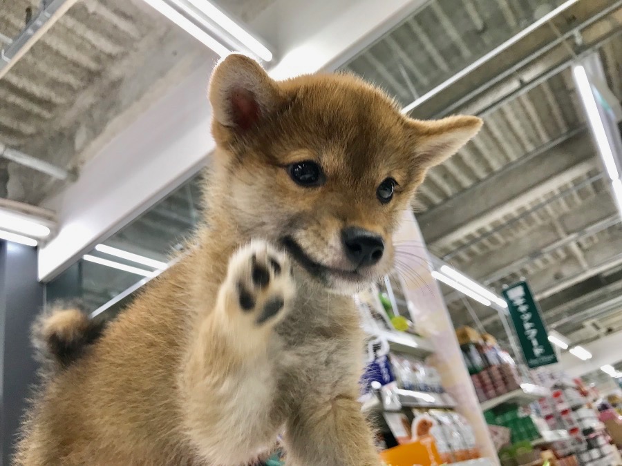 お手も成功 | 小さめ 赤柴 柴犬 （119121） - ペットショップ マルワン梅島 東京都足立区