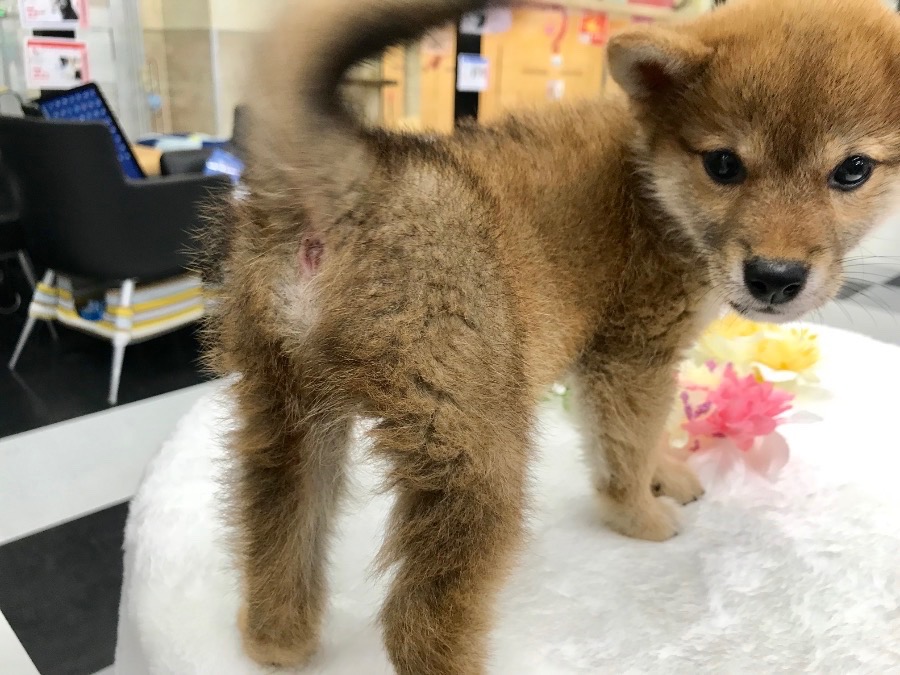 「初めて柴犬と生活する方」に強くオススメ | 小さめ 赤柴 柴犬 （119121） - ペットショップ マルワン梅島 東京都足立区