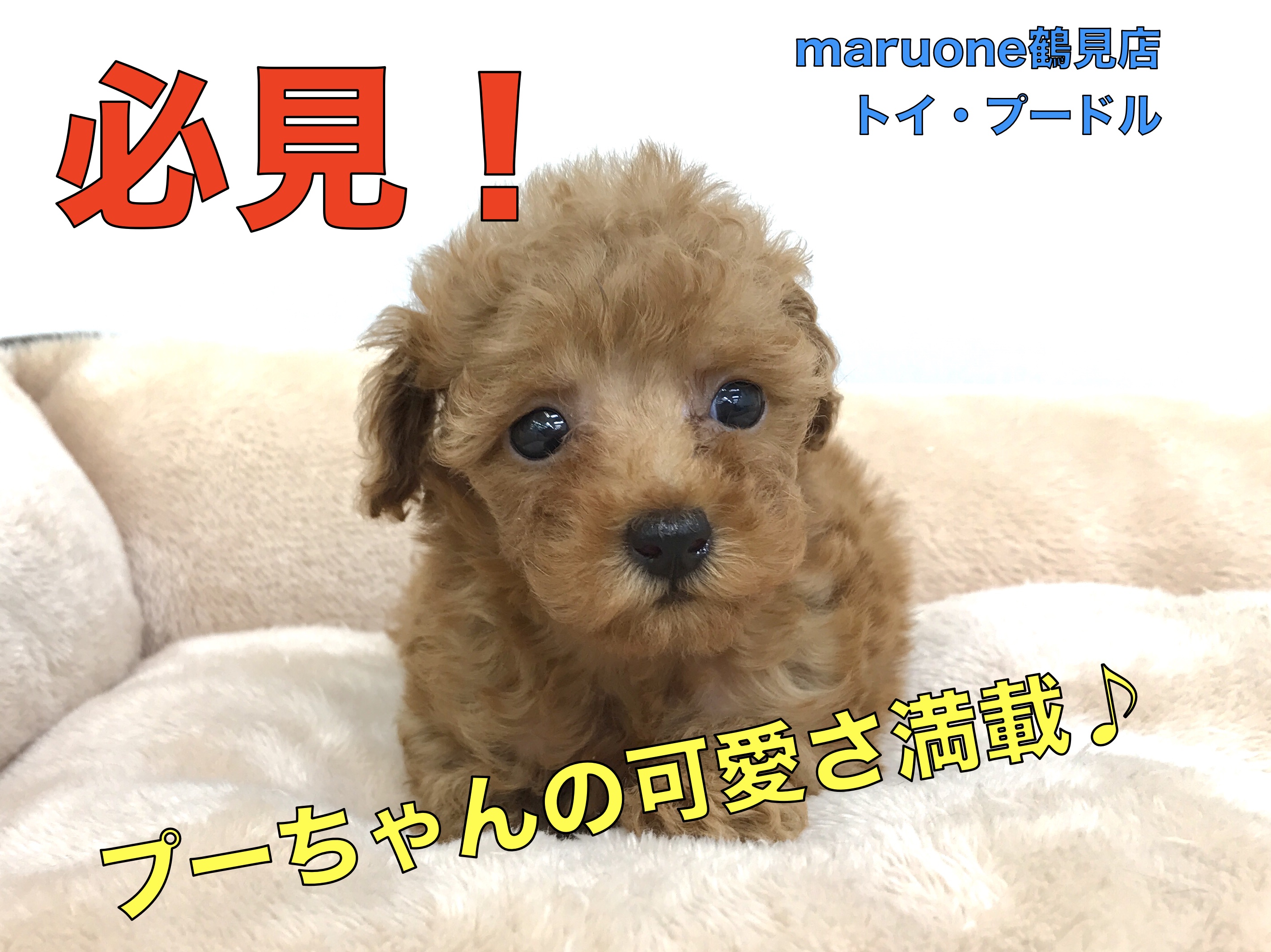 【 小さめ トイ・プードル 】衝撃的な可愛さ!!モデル並みのポージングでみんなを魅了しちゃうぞ♡：ペットショップマルワン鶴見店（神奈川県鶴見区）オススメ子犬情報！№713584