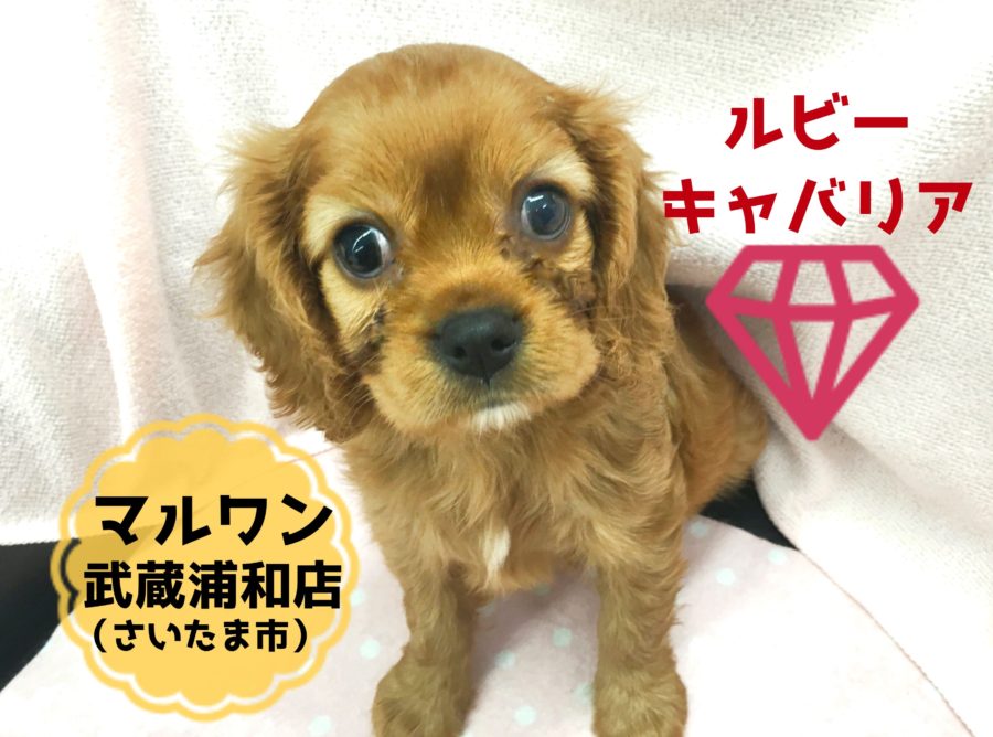 【キャバリア・キング・チャールズ・スパニエル】宝石の毛色は極上の輝き！ラグジュアリーなペットライフを貴方に・・：ペットショップマルワン武蔵浦和店（埼玉県さいたま市）｜子犬情報！No.412696