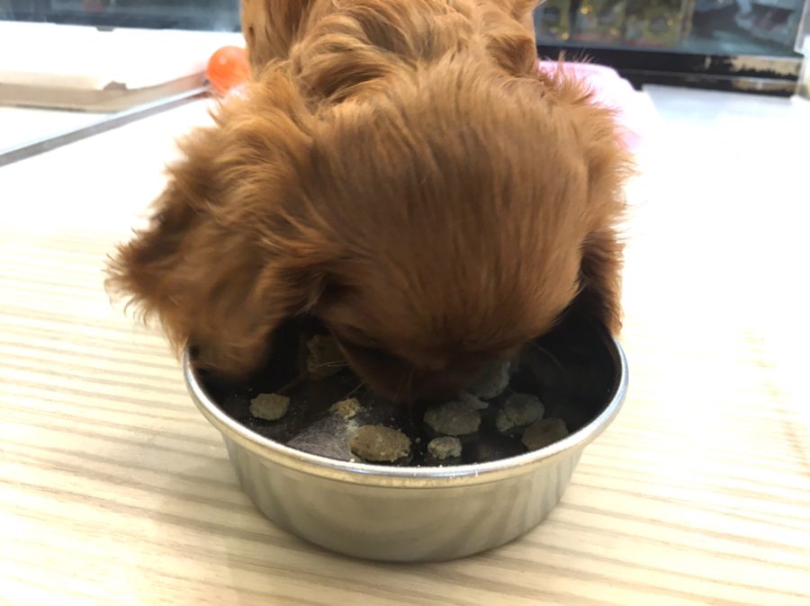 残さずに綺麗に食べました☆ | キャバリア・キング・チャールズ・スパニエル （412696） - ペットショップ マルワン武蔵浦和 埼玉県さいたま市