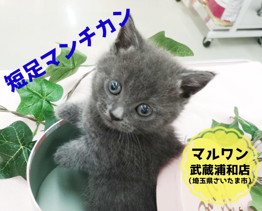 【短足マンチカン】肢長３cm×レアカラー！！さいたまイチの希少にゃんこ！：ペットショップマルワン武蔵浦和店（埼玉県さいたま市）｜最新子猫情報！No.412701