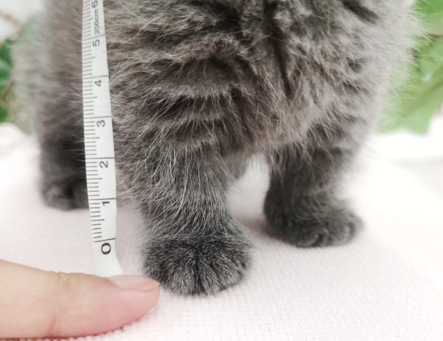 短足 長さは３cm！ | マンチカン （412701） - ペットショップ マルワン武蔵浦和 埼玉県さいたま市