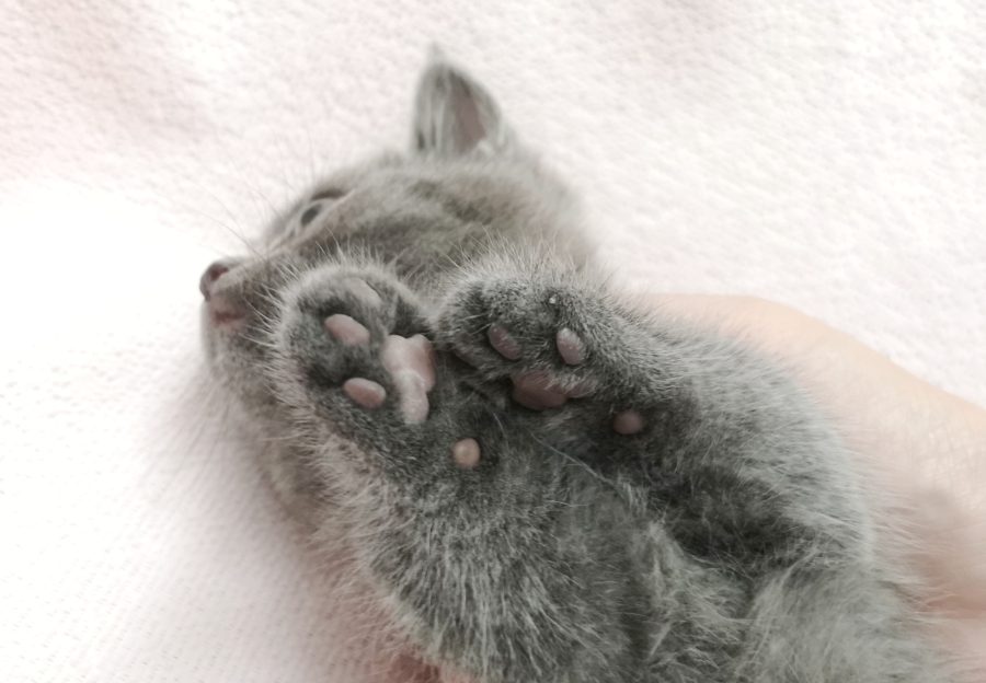 球カラーは小豆色 | マンチカン （412701） - ペットショップ マルワン武蔵浦和 埼玉県さいたま市