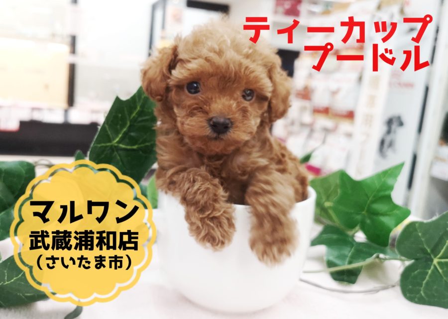 【 ティーカップ・プードル 】生後50日で425ｇ！この夏のアイドルはこの子に決まり！！：マルワン武蔵浦和店（さいたま市）｜オススメ子犬情報！No.412707