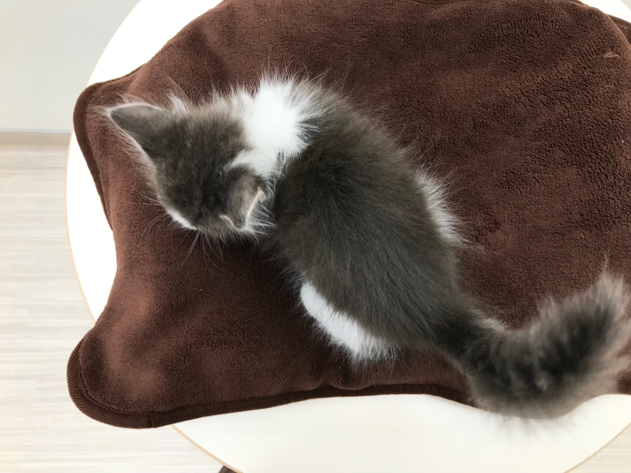 長毛の毛並は二層状になっていて寒さに強い構造 | ノルウェージャンフォレストキャット （512544） - ペットショップ マルワン本羽田 東京都大田区