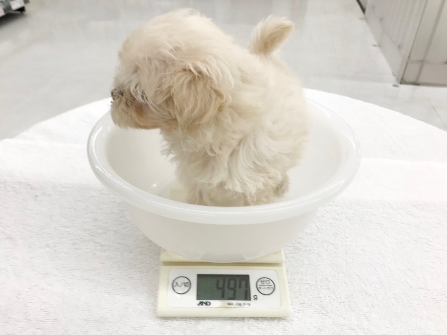 体も小さめ！生後64日で体重497g | MIX犬 マルプー （014227） - ペットショップ マルワン東日暮里 東京都荒川区