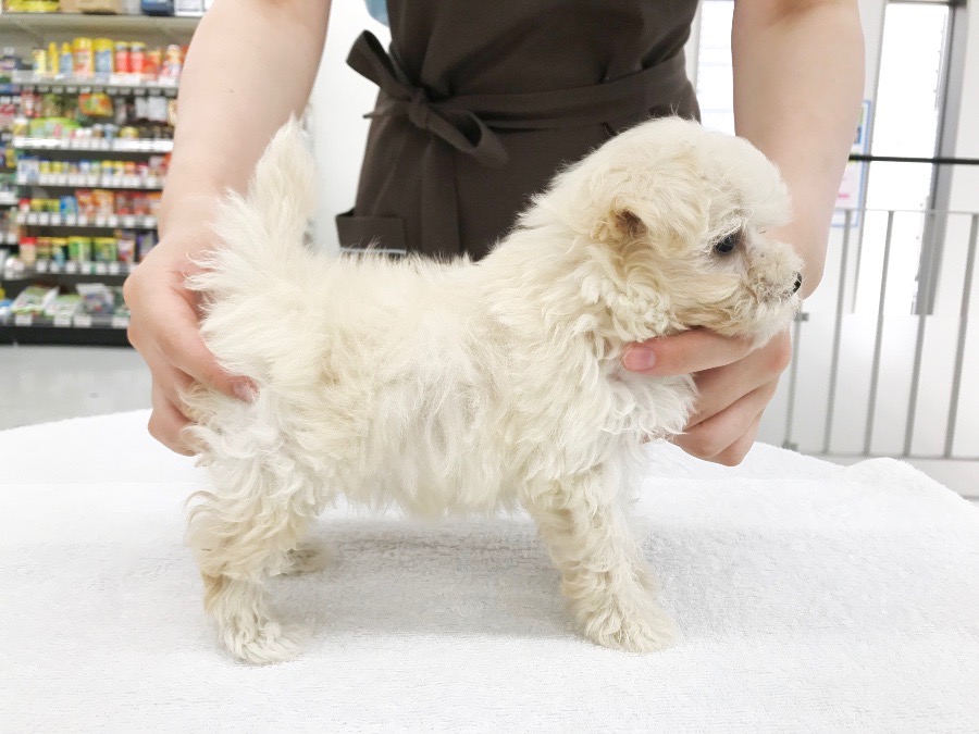 人気の短足ドワーフ系 | MIX犬 マルプー （014227） - ペットショップ マルワン東日暮里 東京都荒川区
