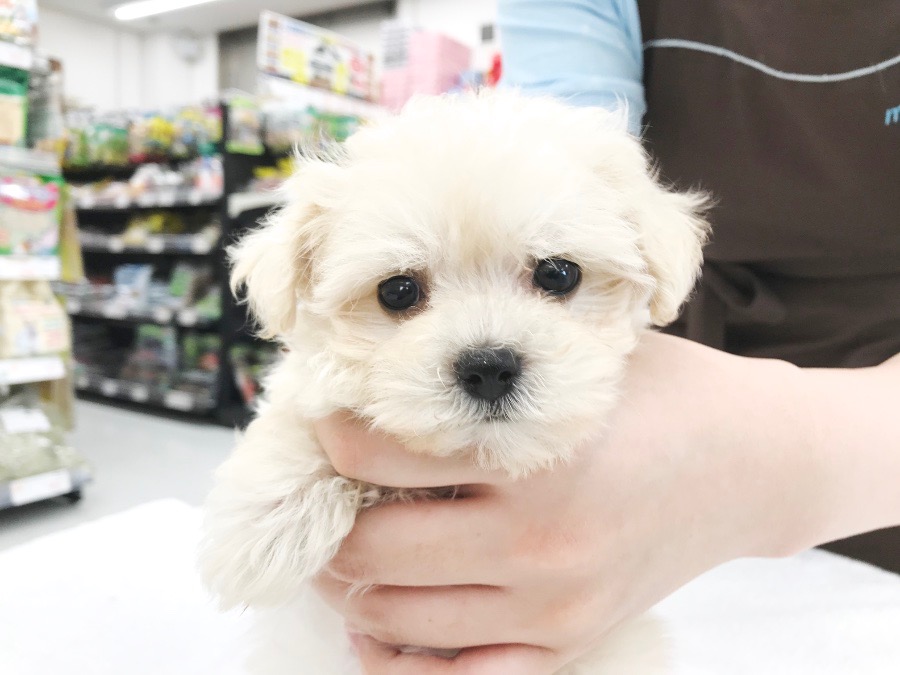 まるがおマルプーフェイス | MIX犬 マルプー （014227） - ペットショップ マルワン東日暮里 東京都荒川区