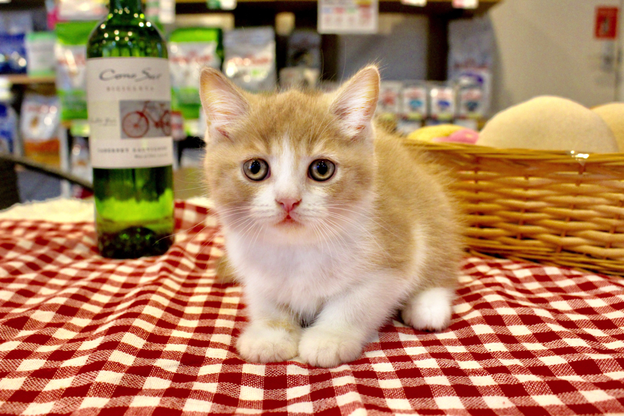 お目々がまんまるなのが特徴なお兄ちゃん | ブリティッシュショートヘア 兄弟 - ペットショップ マルワン白楽 神奈川県横浜市