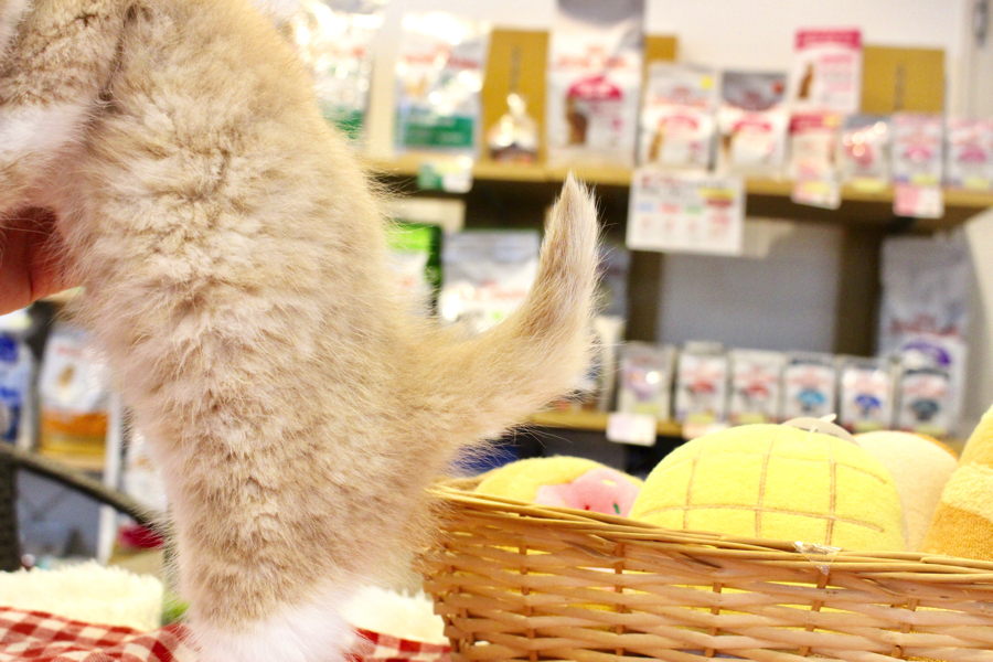 お兄ちゃんは尻尾が短く10cmほど | ブリティッシュショートヘア 兄弟 - ペットショップ マルワン白楽 神奈川県横浜市