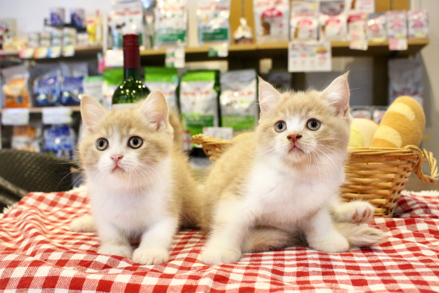 日本でも海外でも大人気な猫種 | ブリティッシュショートヘア 兄弟 - ペットショップ マルワン白楽 神奈川県横浜市