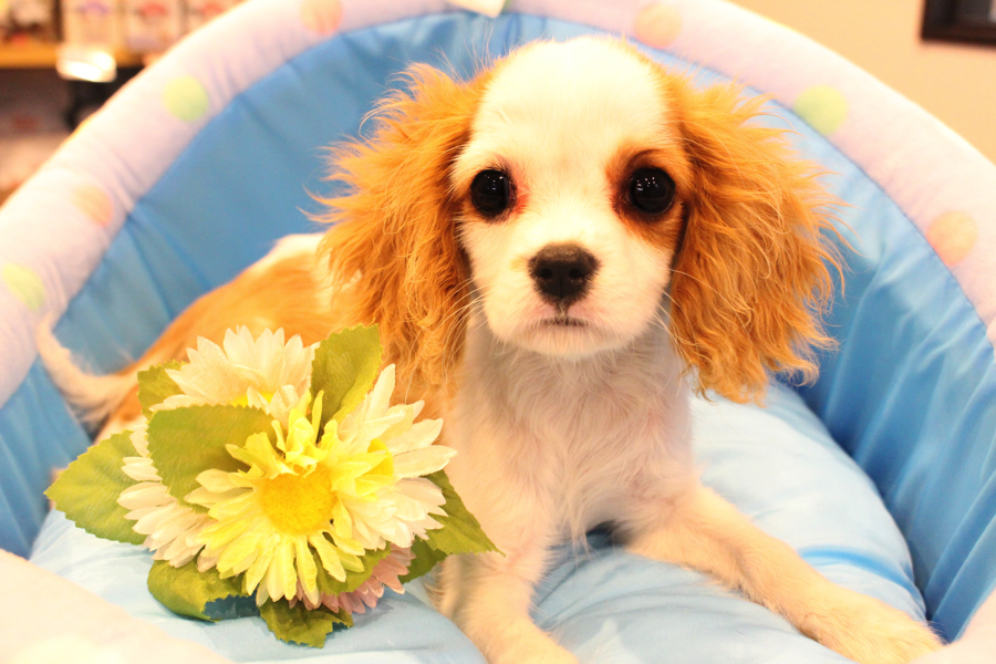 現在のサイズは1.3kg 通常のキャバリアの子犬よりも１周りほど小さめサイズ | キャバリア・キングチャールズ・スパニエル （11563） - ペットショップ マルワン白楽 神奈川県横浜市