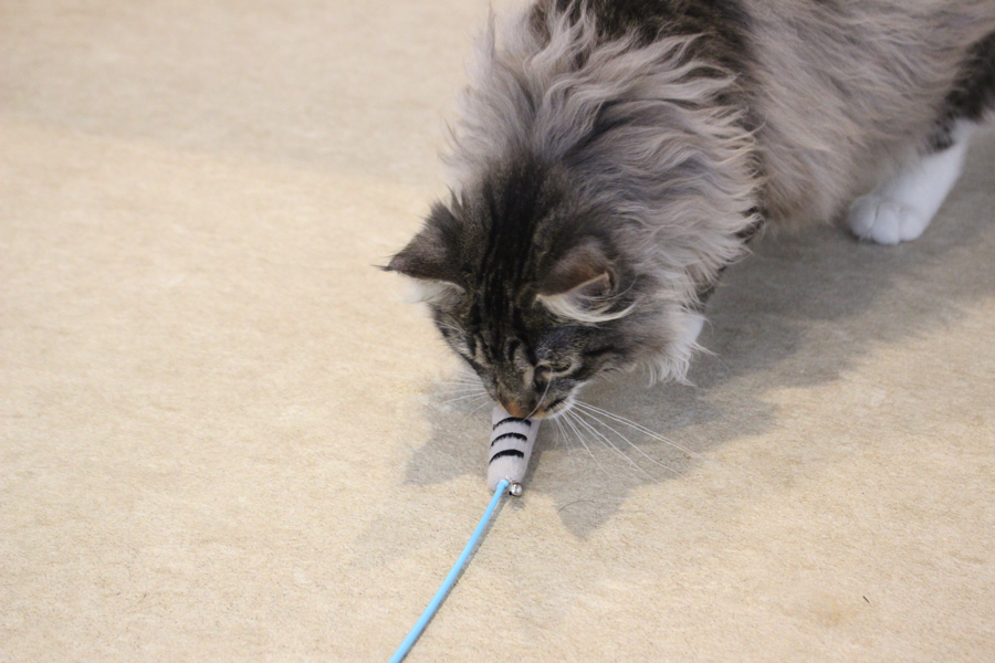 猫の肉球のおもちゃを見つけたのーたん | ソマリ ノルウェージャンフォレストキャット 遊びの様子 - ペットショップ マルワン白楽 神奈川県横浜市