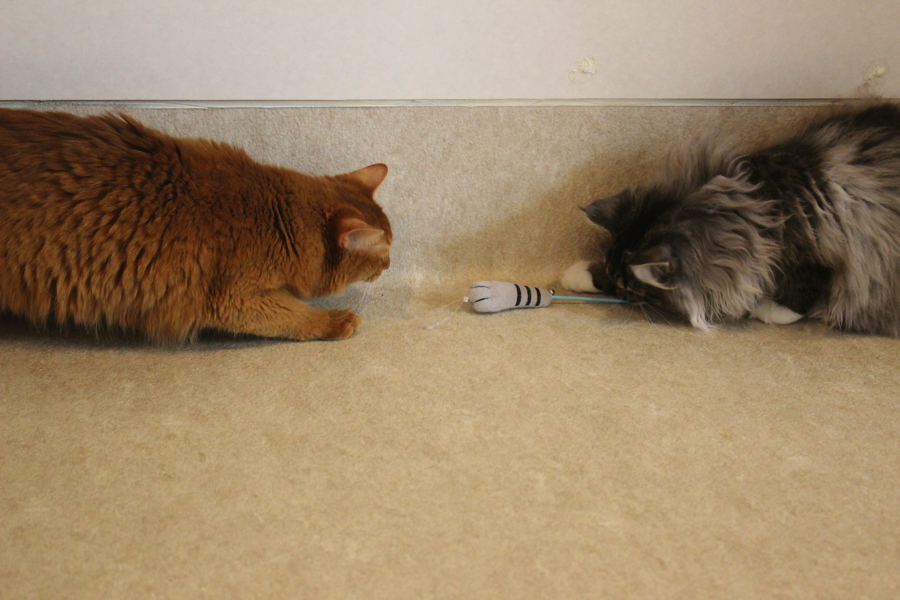 のーたんとソマにゃんに癒やされましたでしょうか？ | ソマリ ノルウェージャンフォレストキャット 遊びの様子 - ペットショップ マルワン白楽 神奈川県横浜市